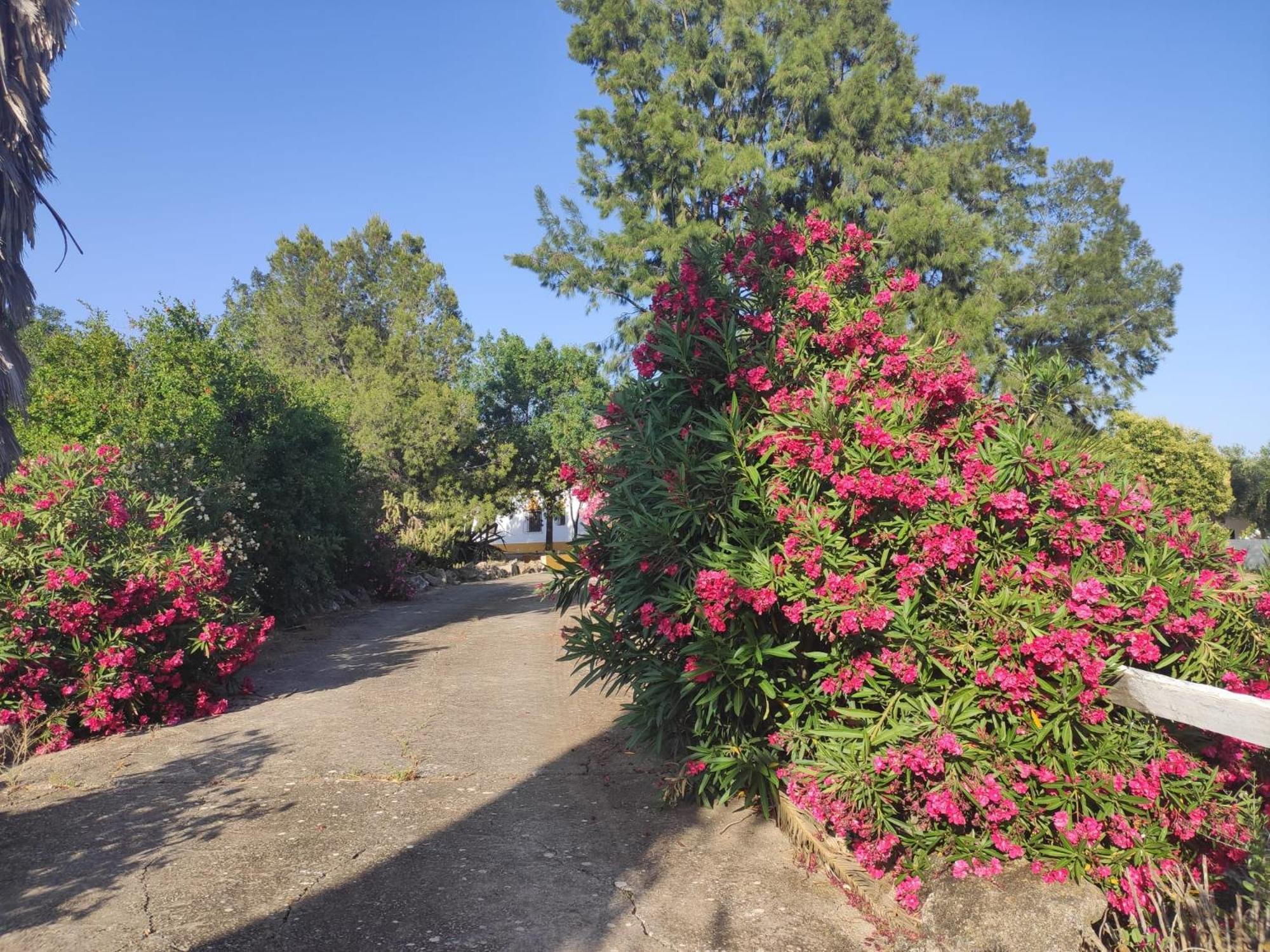 Cortijo El Morisco.